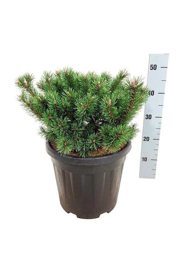 Kiefer Pinus mugo Klostergrün