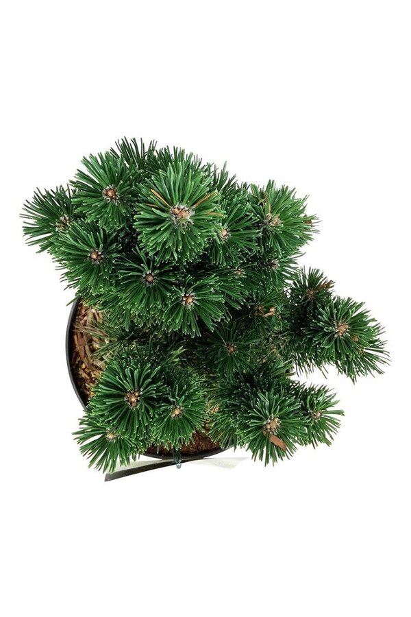 Kiefer Pinus mugo Limerick