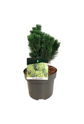 Kiefer Pinus mugo Limerick
