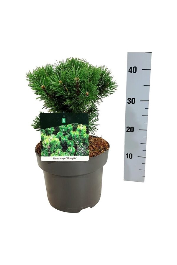 Kiefer Pinus mugo Mumpitz