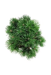 Kiefer Pinus mugo Mumpitz