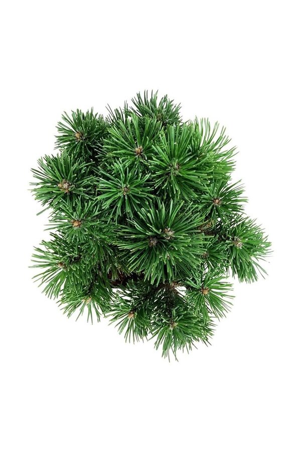 Kiefer Pinus mugo Mumpitz