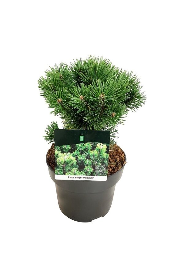 Kiefer Pinus mugo Mumpitz