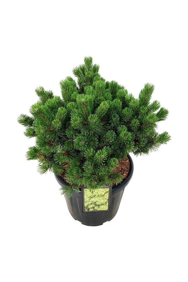 Kiefer Pinus mugo Mumpitz