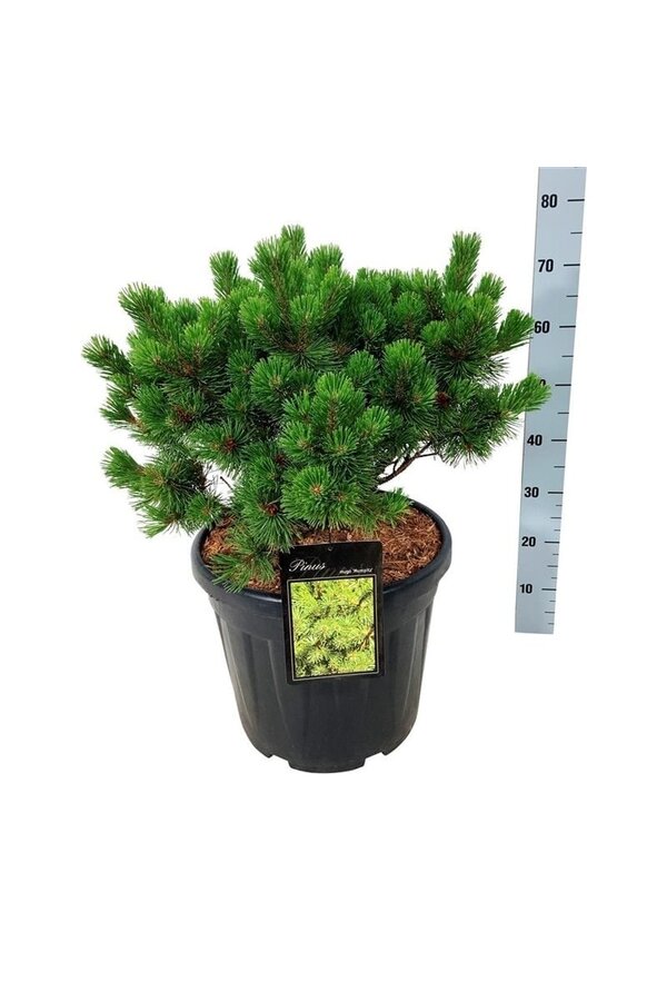 Kiefer Pinus mugo Mumpitz