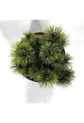 Kiefer Pinus mugo Ophir