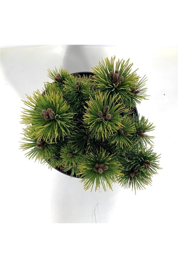 Kiefer Pinus mugo Ophir