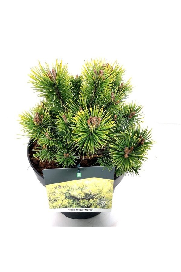 Kiefer Pinus mugo Ophir