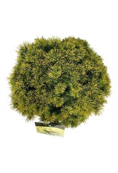 Bergkiefer Pinus mugo Ophir