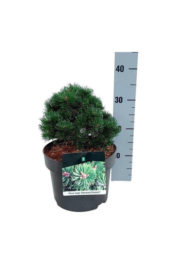 Kiefer Pinus mugo Sherwood Compact