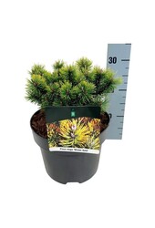 Kiefer Pinus mugo Winter Gold