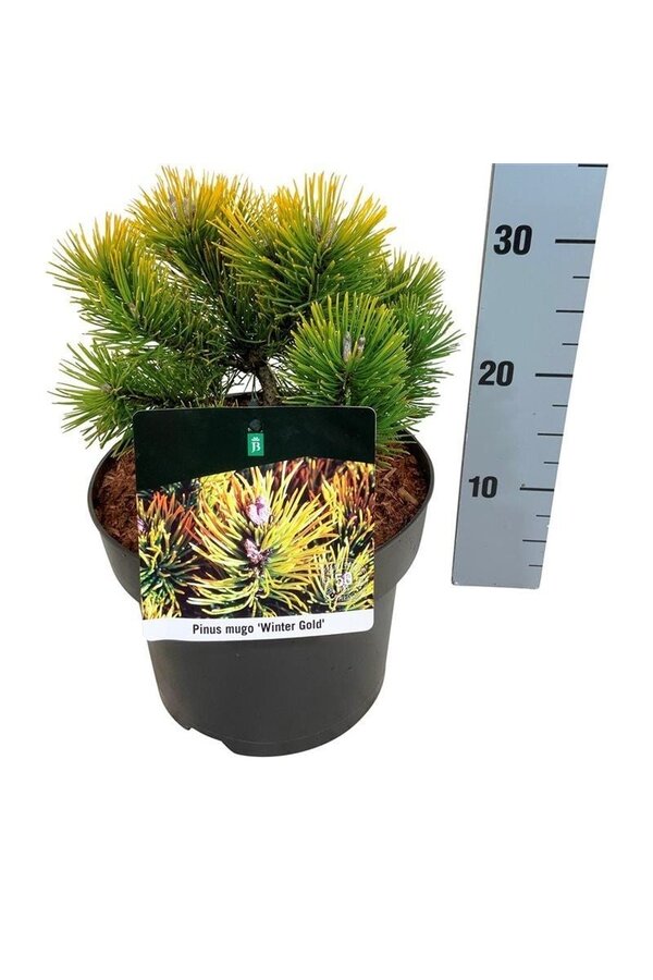 Kiefer Pinus mugo Winter Gold