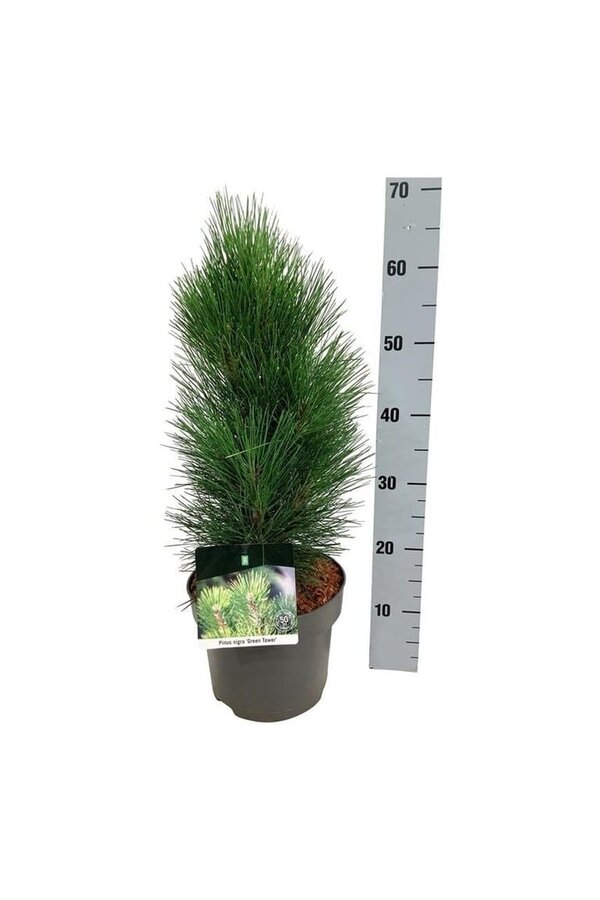 Kiefer Pinus nigra Green Tower