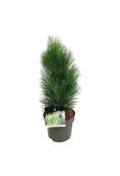 Kiefer Pinus nigra Green Tower