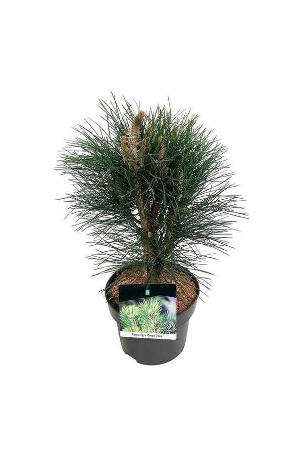 Kiefer Pinus nigra Green Tower