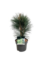 Kiefer Pinus nigra Green Tower