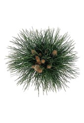 Kiefer Pinus nigra Green Tower