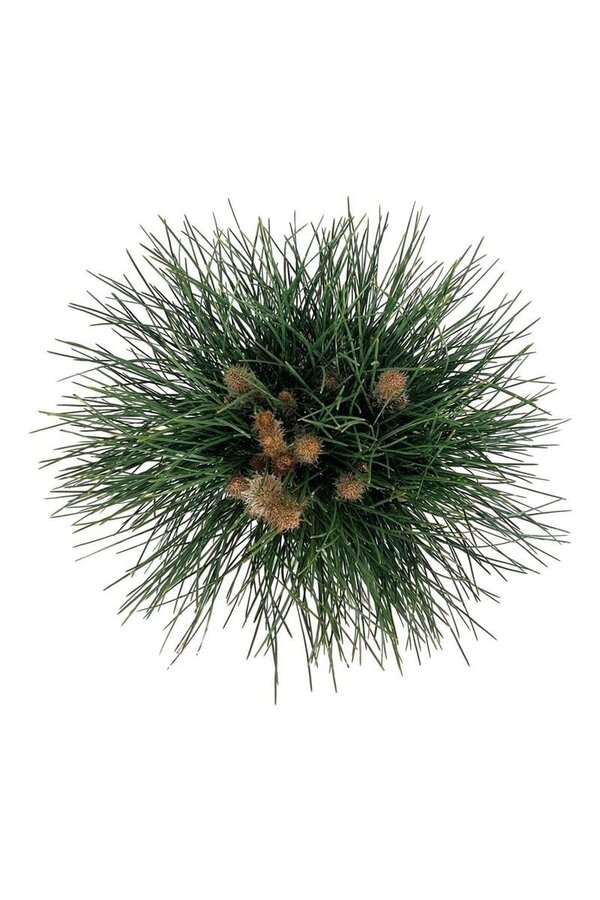 Kiefer Pinus nigra Green Tower