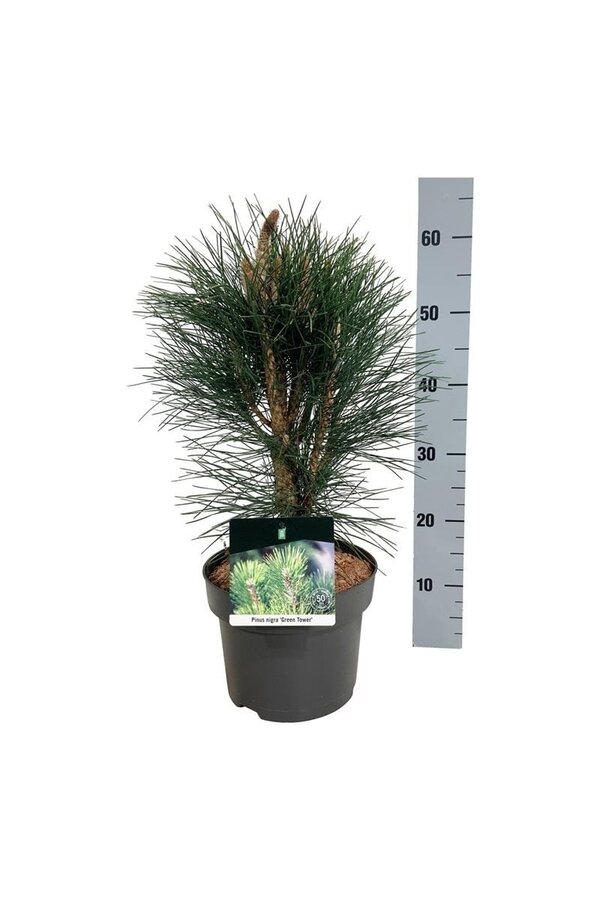 Kiefer Pinus nigra Green Tower