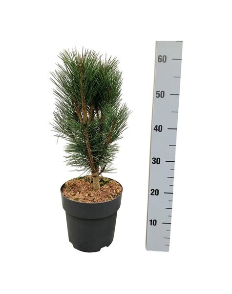 Pinus