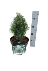Kiefer Pinus mugo Columnaris