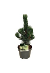 Kiefer Pinus nigra Oregon Green
