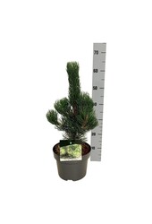 Kiefer Pinus nigra Oregon Green