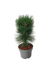 Kiefer Pinus nigra Pyramidalis