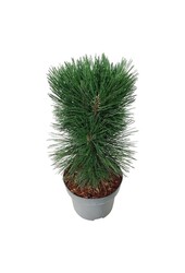 Kiefer Pinus nigra Pyramidalis