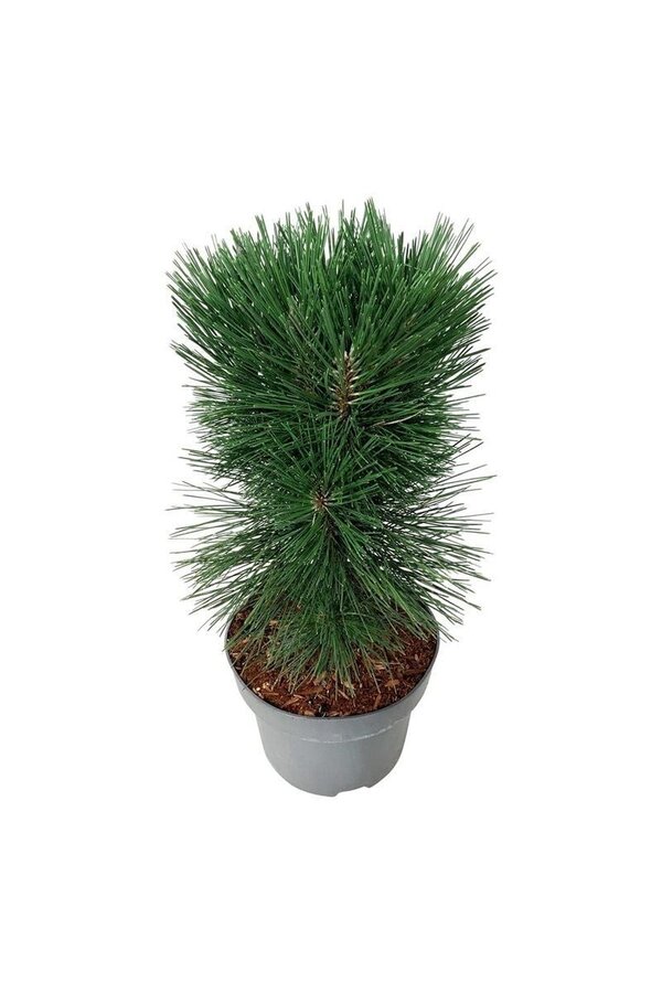 Kiefer Pinus nigra Pyramidalis