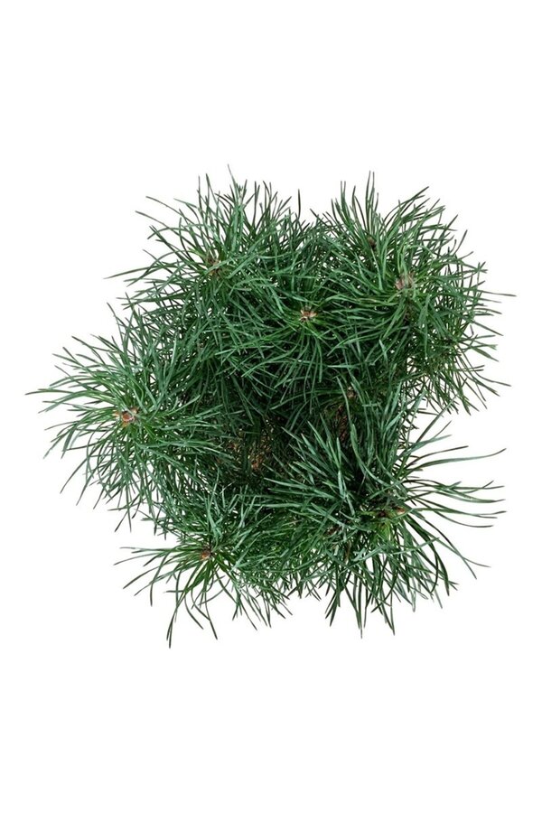 Kiefer Pinus Blue Pearl ®