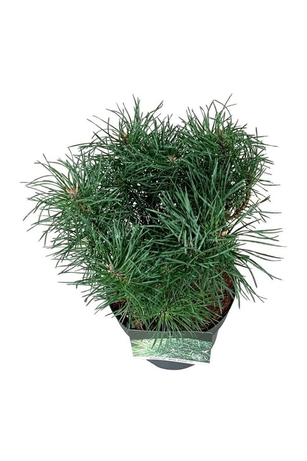 Kiefer Pinus Blue Pearl ®
