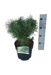 Kiefer Pinus Blue Pearl ®