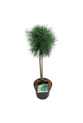 Kiefer Pinus Blue Pearl ®