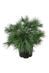 Kiefer Pinus strobus Blue Shag
