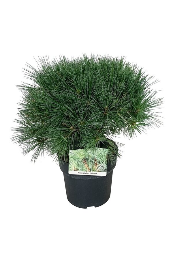 Kiefer Pinus strobus Minima