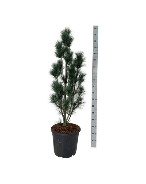 Pinus