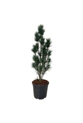 Kiefer Pinus strobus Stowe Pillar