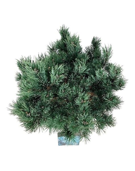 Pinus