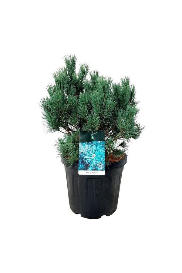 Kiefer Pinus Watereri