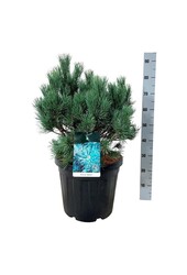 Kiefer Pinus Watereri