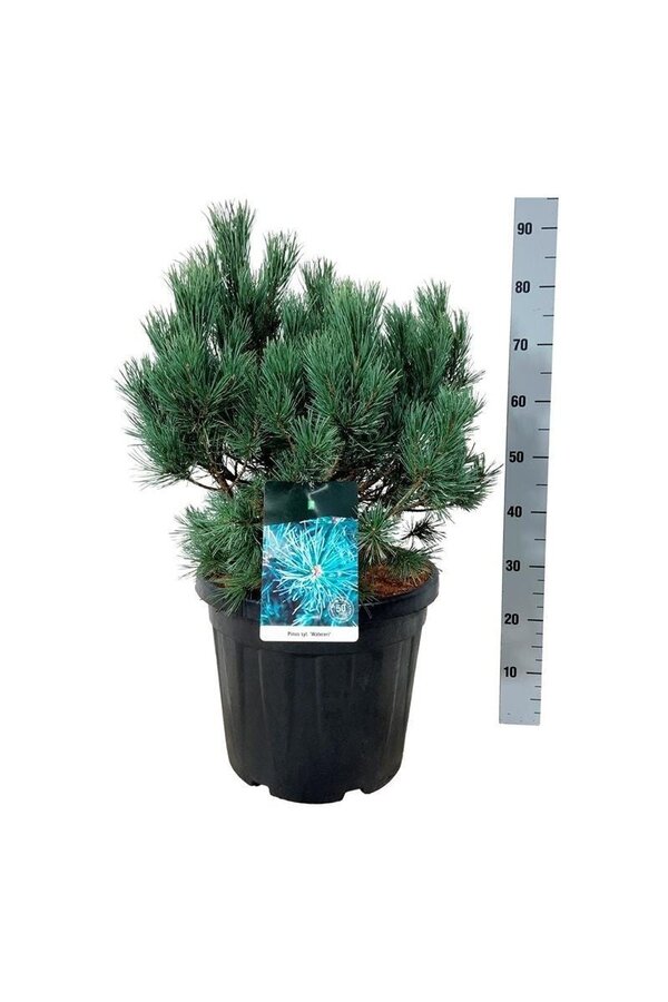 Kiefer Pinus Watereri