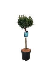 Kiefer Pinus Watereri