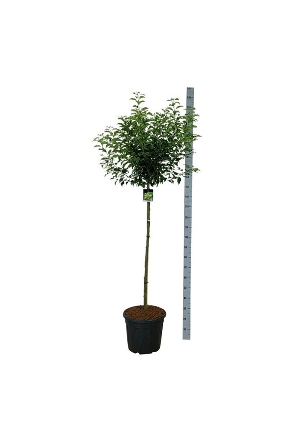 Portugiesischer Lorbeer Prunus Brenelia PBR