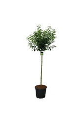 Portugiesischer Lorbeer Prunus Brenelia PBR