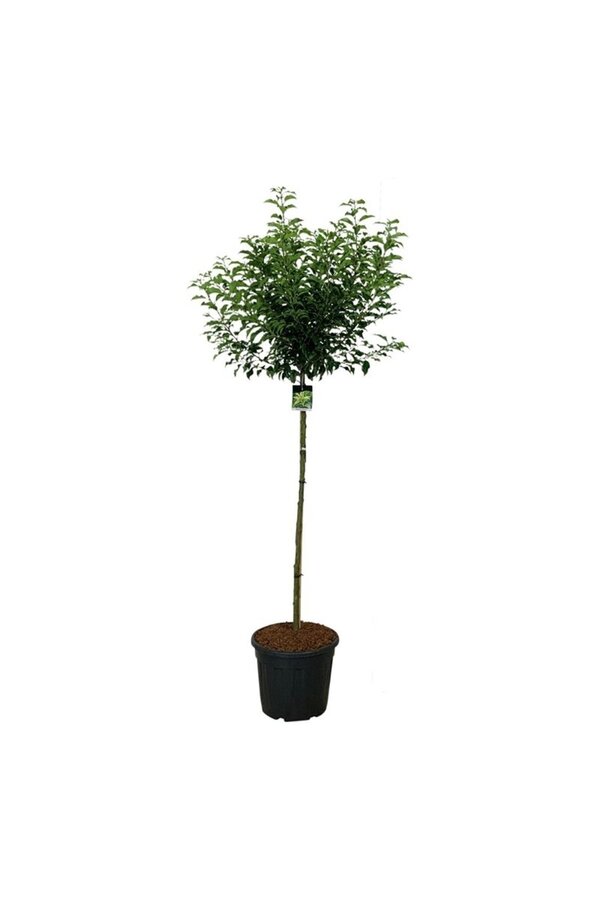 Portugiesischer Lorbeer Prunus Brenelia PBR