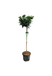 Portugiesischer Lorbeer Prunus Etna