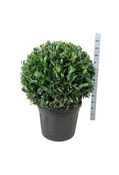 Portugiesischer Lorbeer Prunus Herbergii