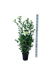 Portugiesischer Lorbeer Prunus Obelisk