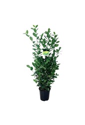 Portugiesischer Lorbeer Prunus Obelisk